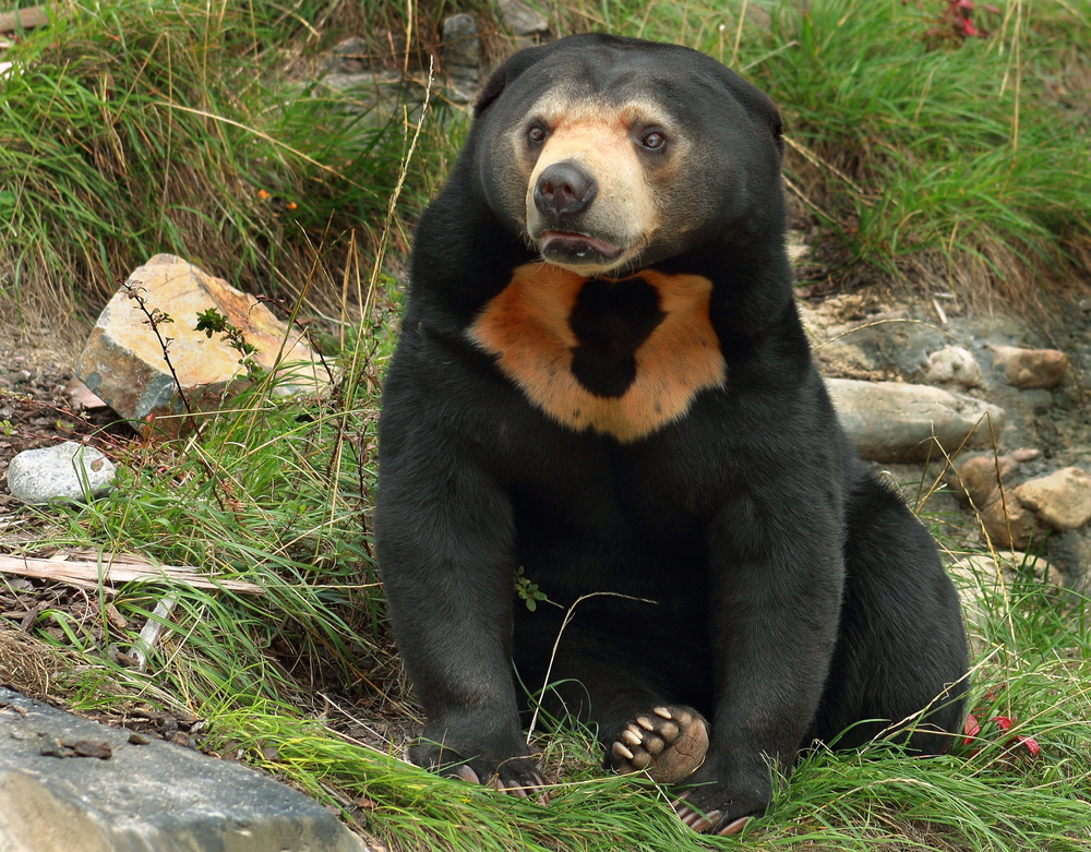 Jamran the sun bear gets a visit from the dentist in Perth