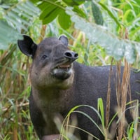 Specialist vet drafted in to cure Toby the tapir’s toothache