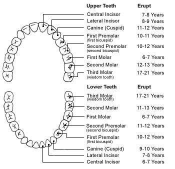 Teeth Anatomy Number Chart
