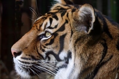 Amir the Sumatran Tiger Undergoes Dental Treatment to Fix Chipped Tooth