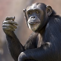 Jenny the chimp undergoes dental surgery at Copenhagen Zoo