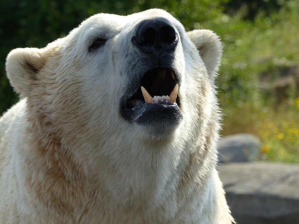 Victor the polar bear takes a trip to the dentist with a little help from the fire brigade