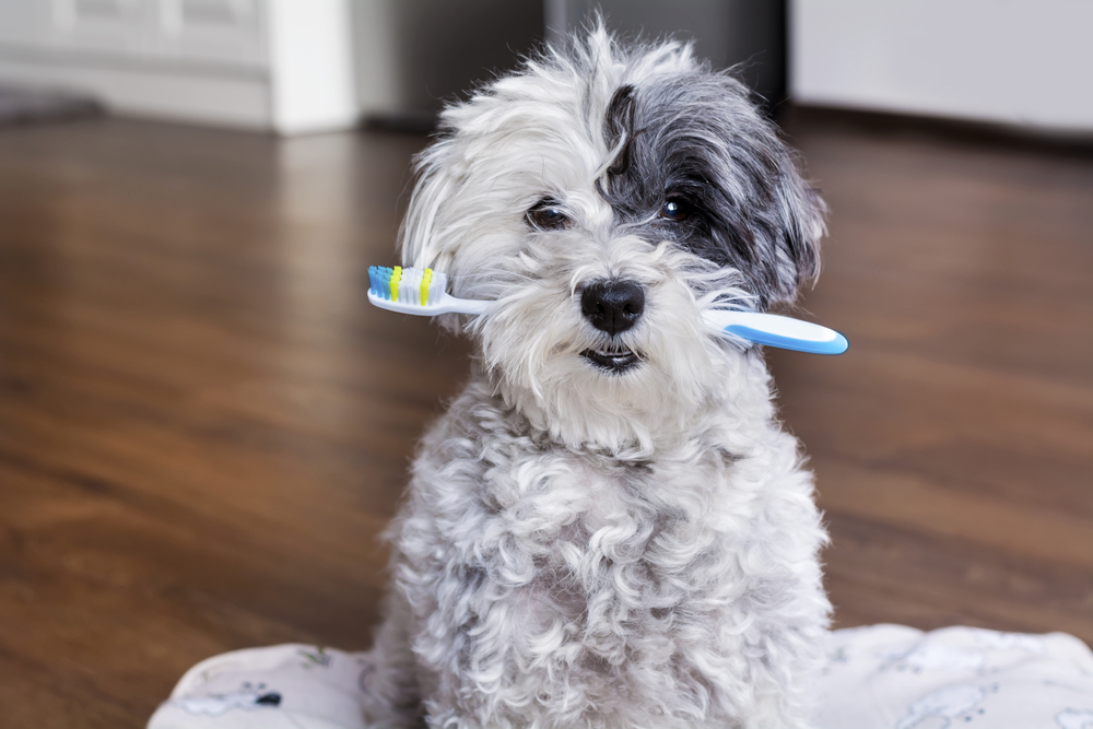 Avonvale Veterinary Centres offer free dental checks for pets in March