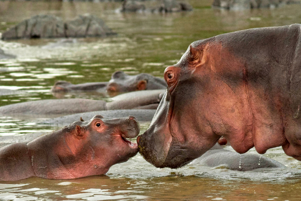 Baby hippo enjoys a trip to the dentist