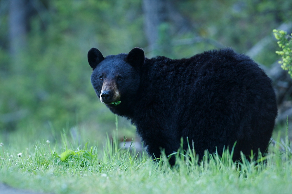 Huckleberry the black bear undergoes root canal surgery in California