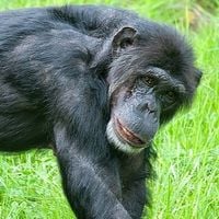 Barbie the chimpanzee undergoes dental surgery in Dudley