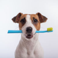 Vets encourage owners to prioritise oral health during Pet Smile Month