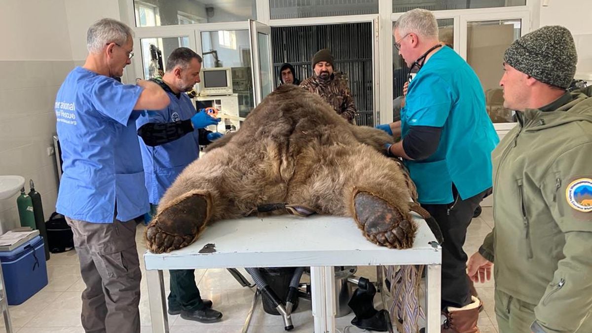 Sussex dentist carries out emergency surgery on bear rescued from abandoned zoo