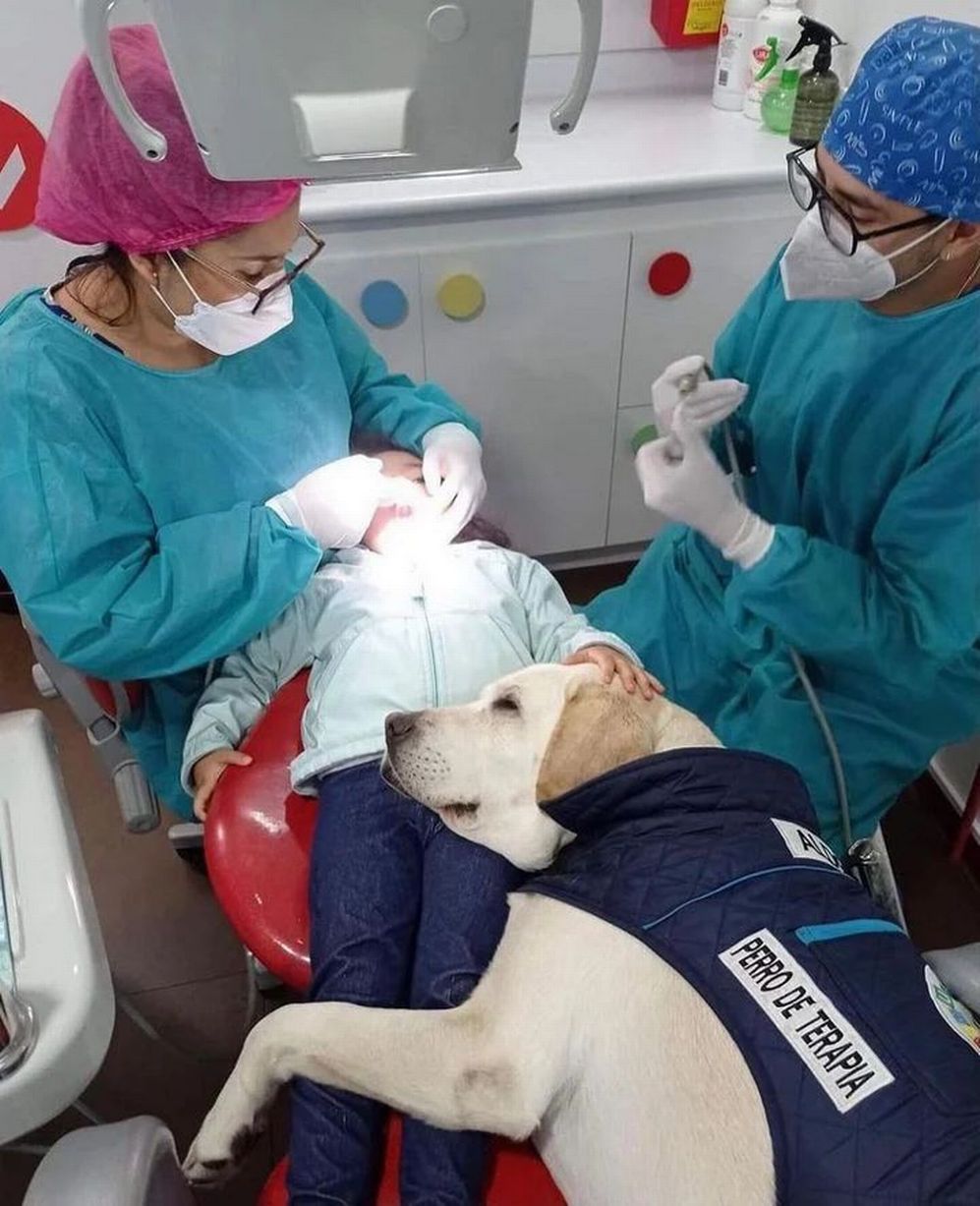 Aldo the therapy dog helps children to relax at Quito dental clinic