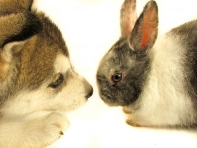 Romford Pet Store To Stop Selling Rabbit Muesli Amid Dental Concerns